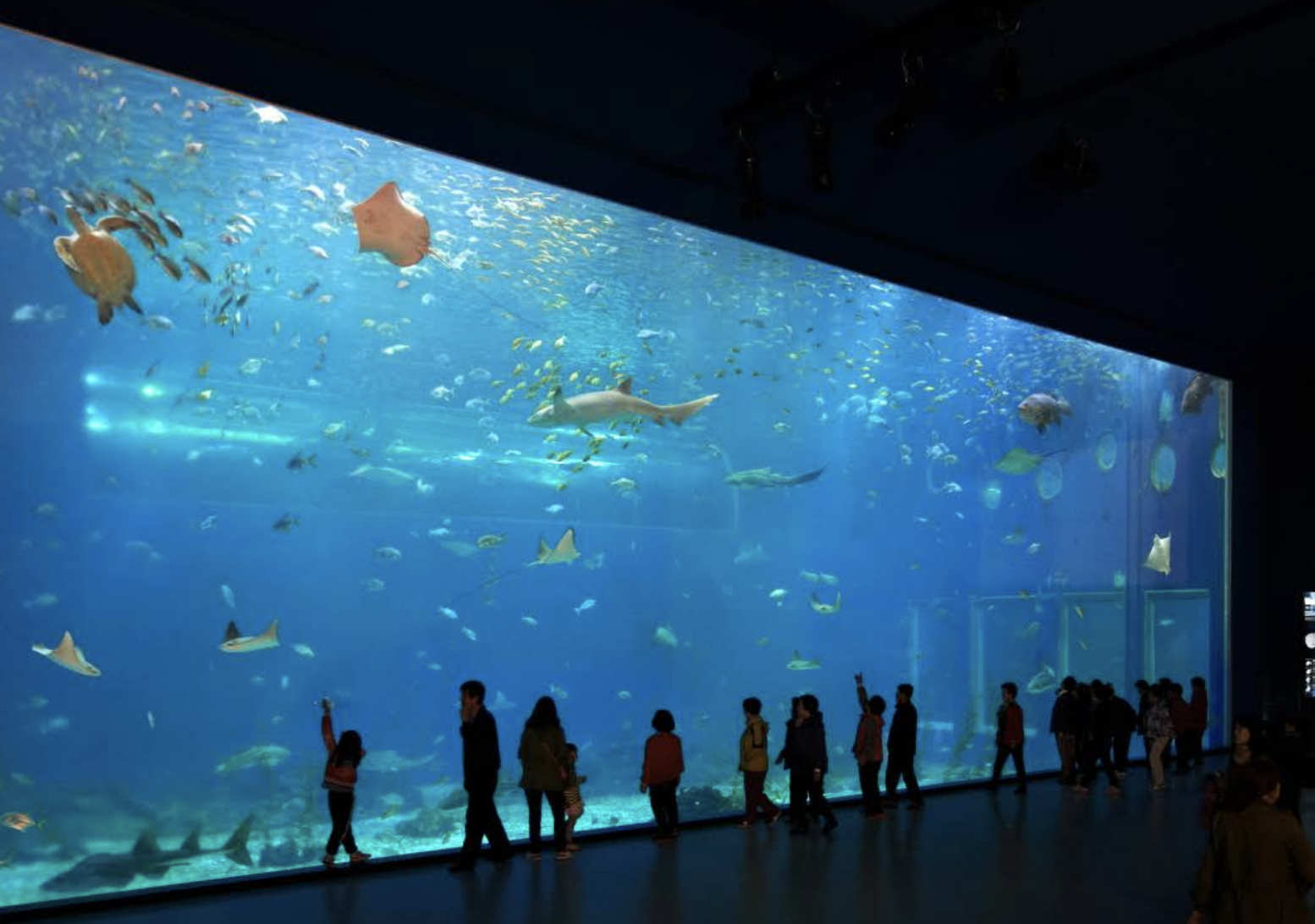 아쿠아플라넷 제주: 신비로운 바닷속 세계 대탐험