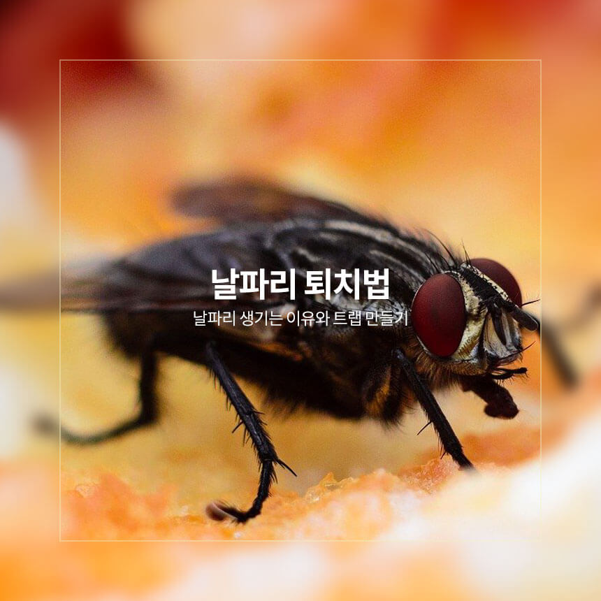 “날파리-퇴치법과-트랩-만들기”