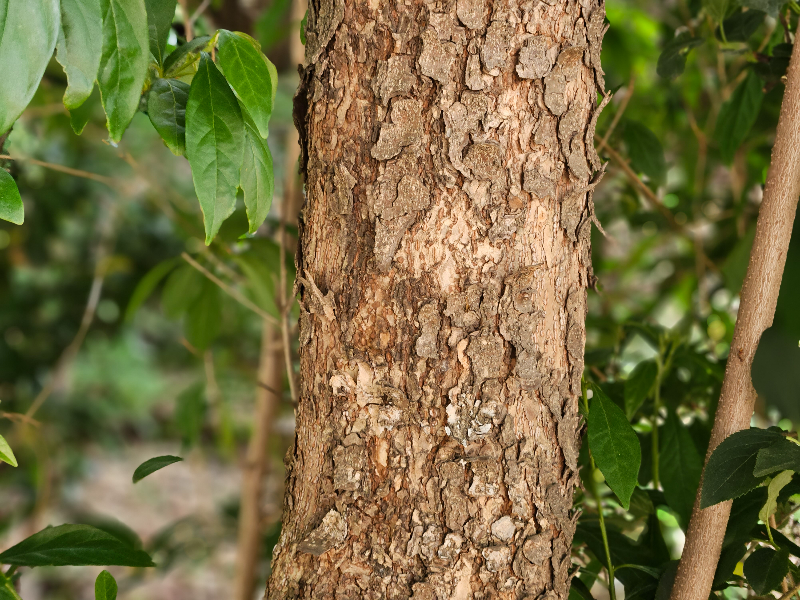 비목나무 수피1