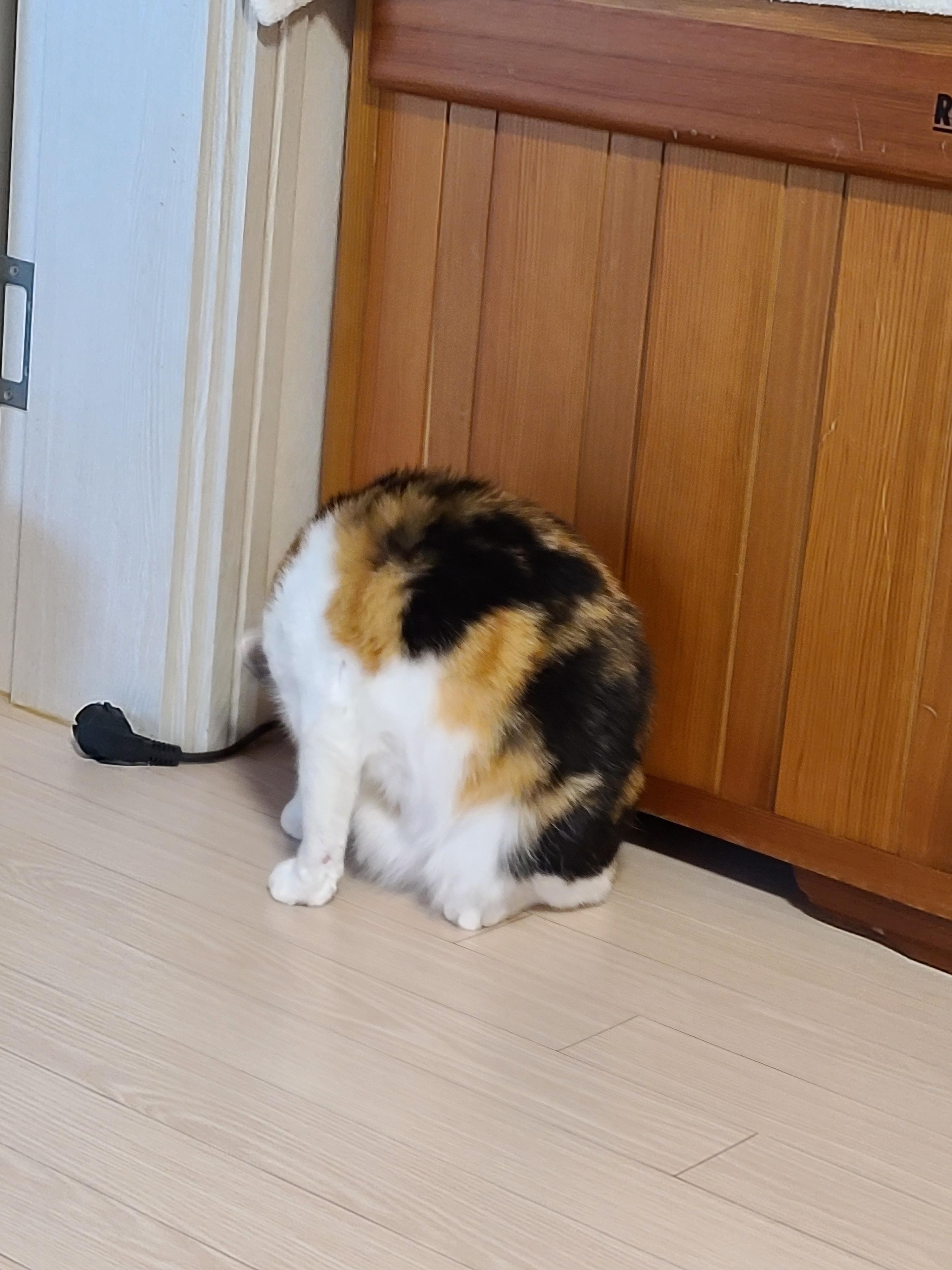 고양이들 털빗기..아니 고양이들 털공만들기.