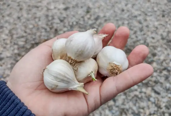 미세먼지에 좋은 음식