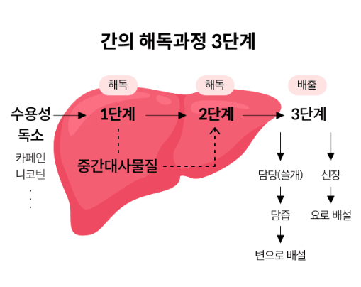 밀크씨슬효과