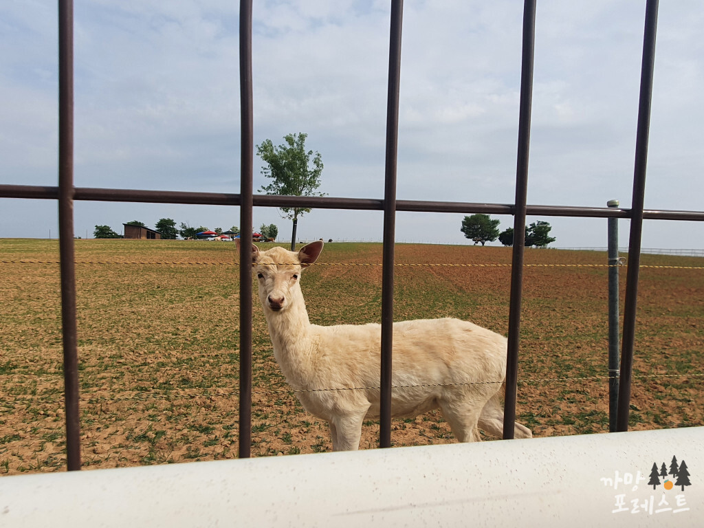 안성 팜랜드 동물