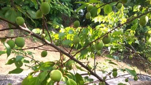 매실-수확-효능