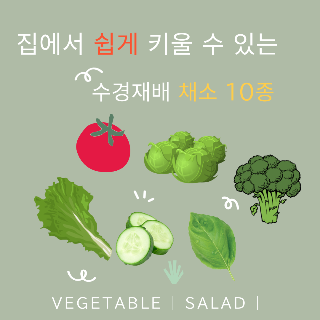 베란다에 수경재배로 키우기 좋은 채소 10종 추천