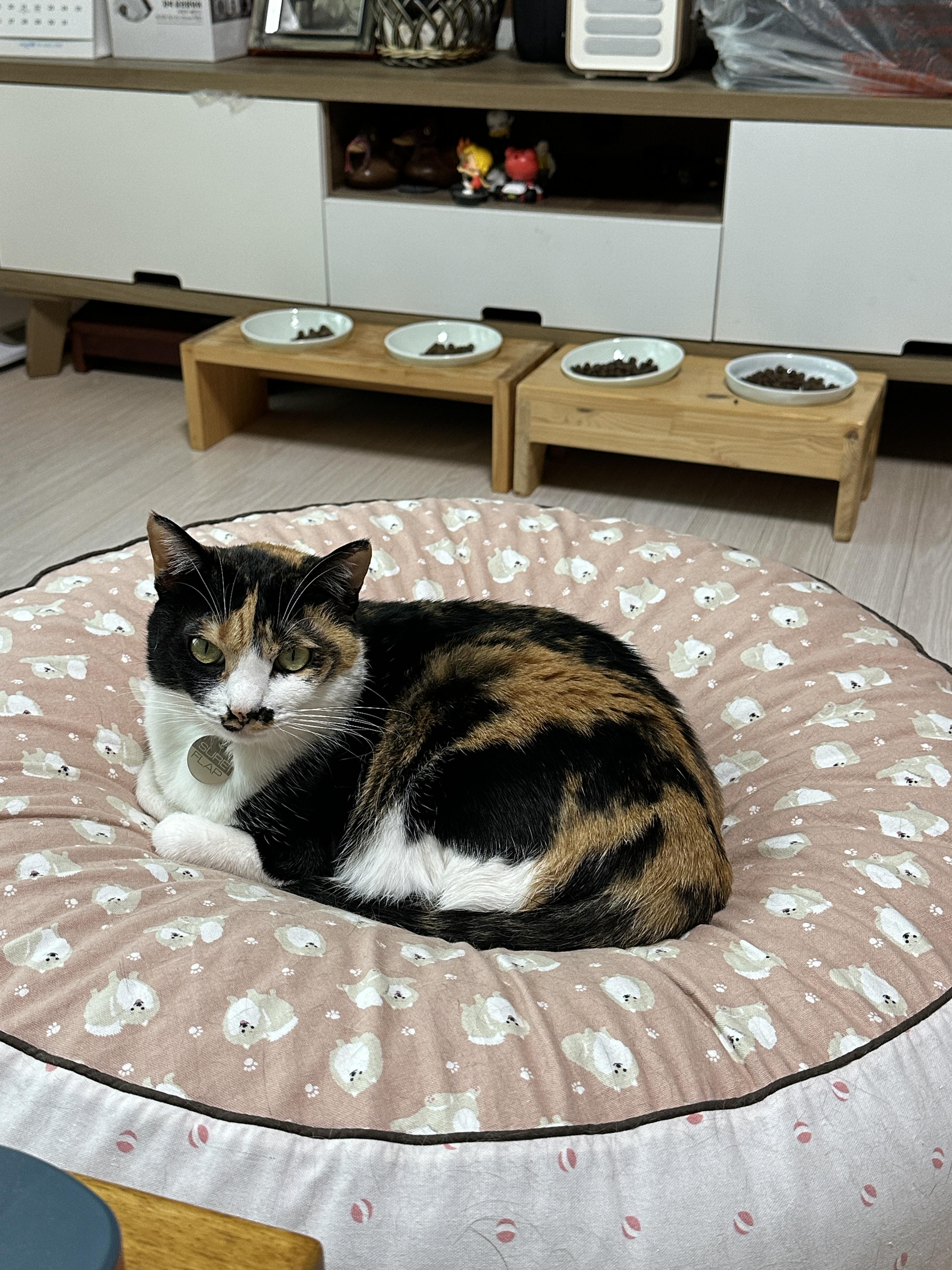 호야와 다다 커플의 터래기방석 사랑 (feat. 다다의 꾹꾹이!)