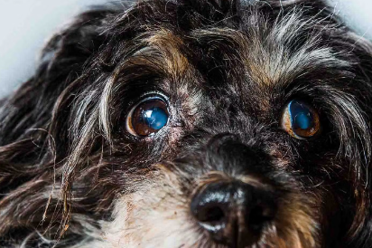 녹내장걸린 강아지