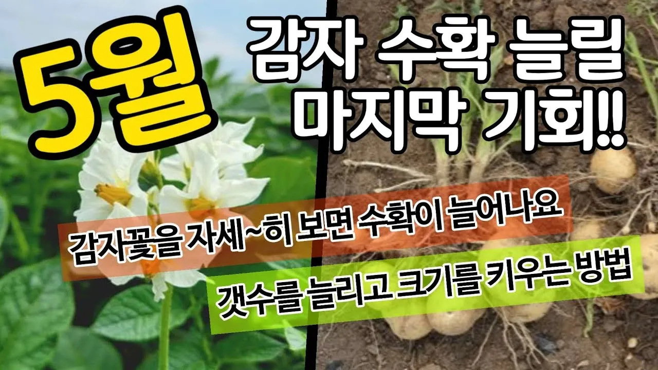 아파트 화단에 핀 5월의 꽃 송엽국 작약 금계국 털개구리미나리_8