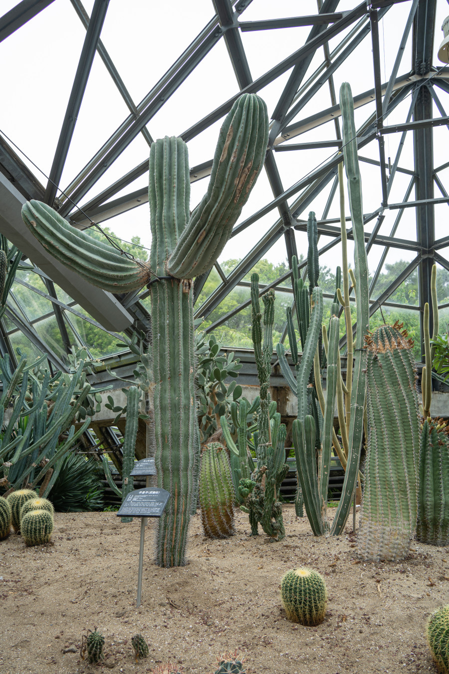 여미지 식물원 선인장 정원