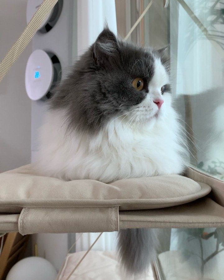 히말라얀 고양이