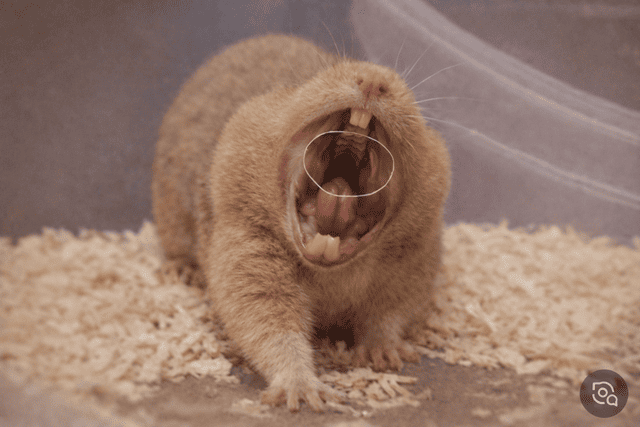 내가 키우는 골든햄스터 하품과 이빨 사진