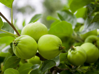 속쓰림에 좋은 매실