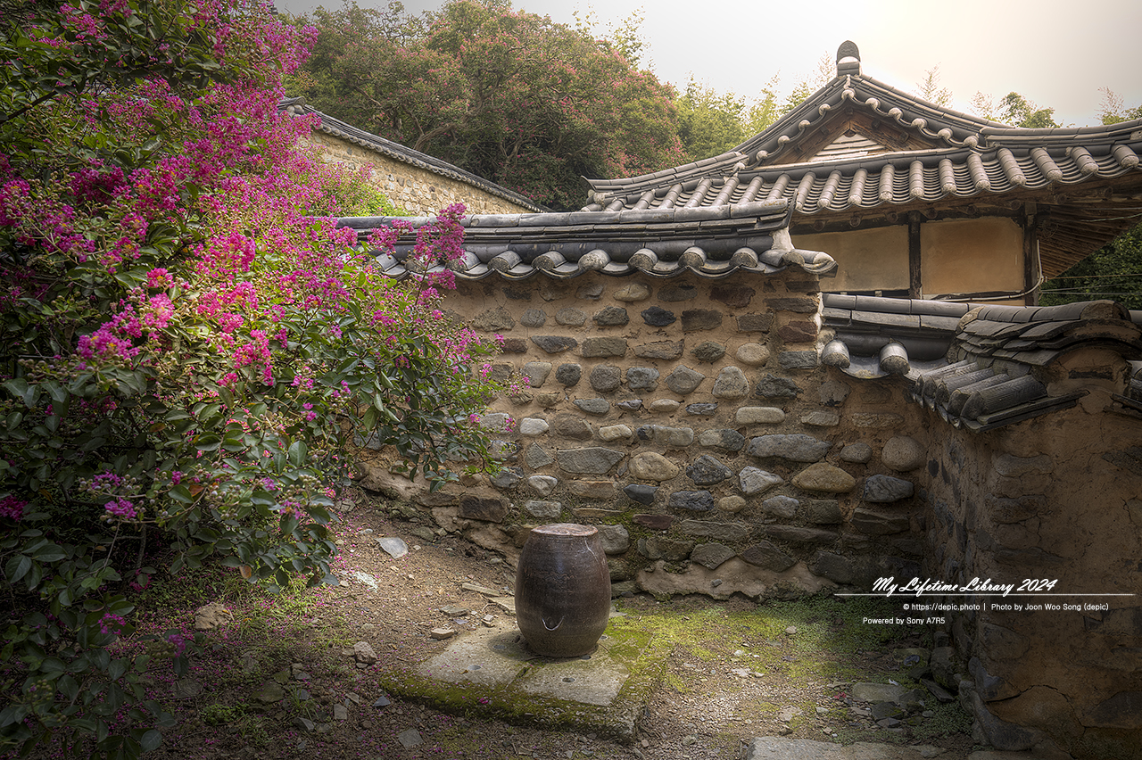 대구 정자 하목정 배롱꽃