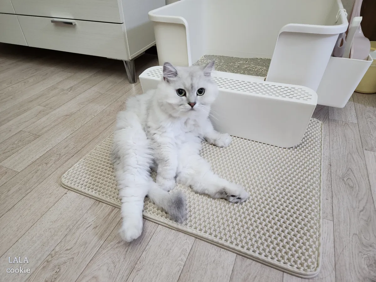 고양이-모래-매트-추천-모래-매트-위에서-쳐다보는-고양이