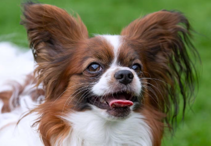 시니어인 파피용.