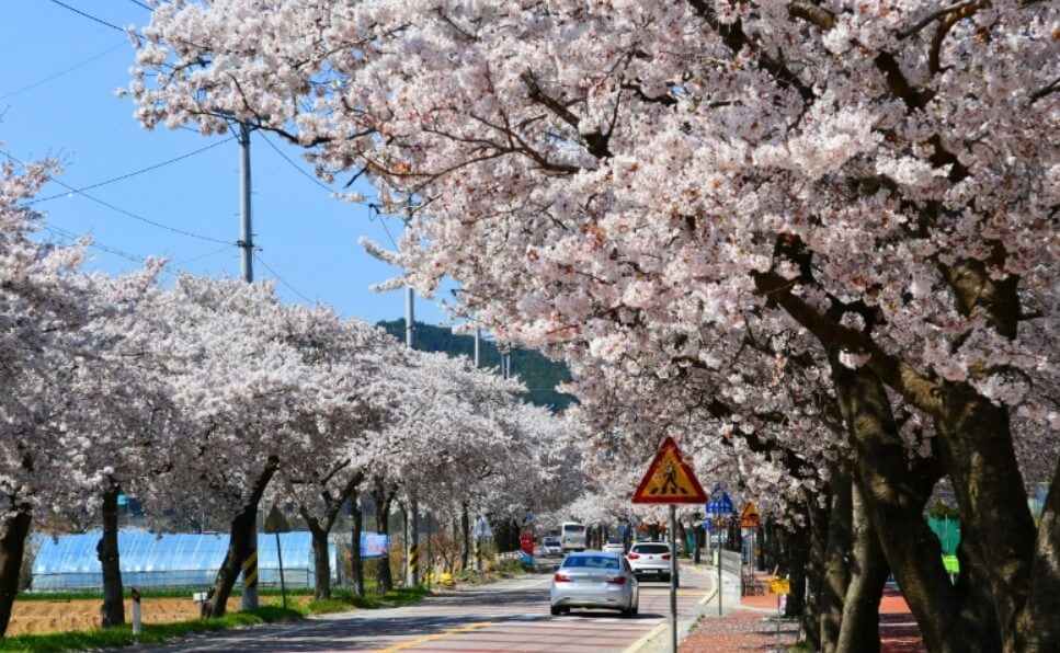 맹방 벚꽃길