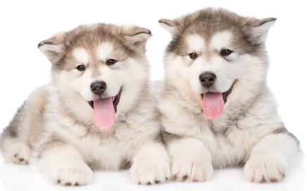 알래스카 말라뮤트 강아지 두 마리.