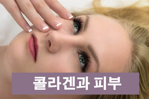 콜라겐과 피부와 관계