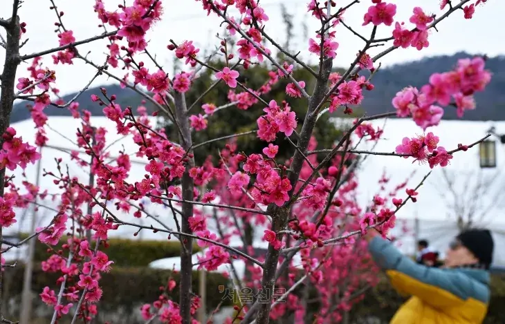 강진 무위사 극락보전, 20년대 마지막 관람 기회?