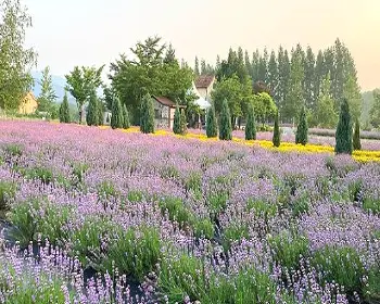 고성 라벤더 축제_2