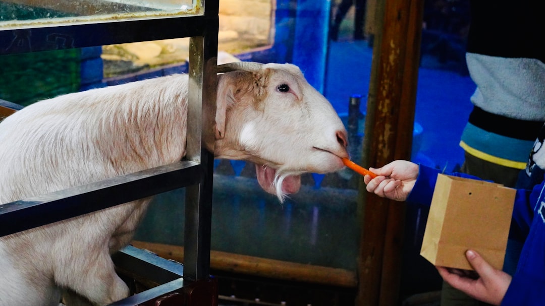 Pet Fair