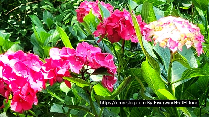수국 水菊 hydrangea flower
