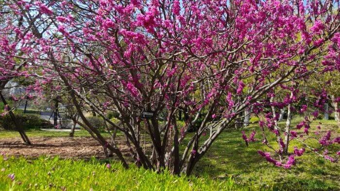 박태기나무-자형화-번식방법-종자번식-분주법-포기나는기-분주시기-삽목-꺾꽂이