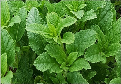 곰보배추 효능&amp;#44; 먹는 법 총정리 