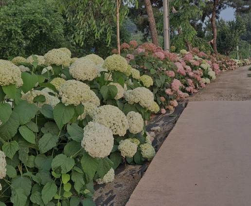 전국 수국 축제 일정
