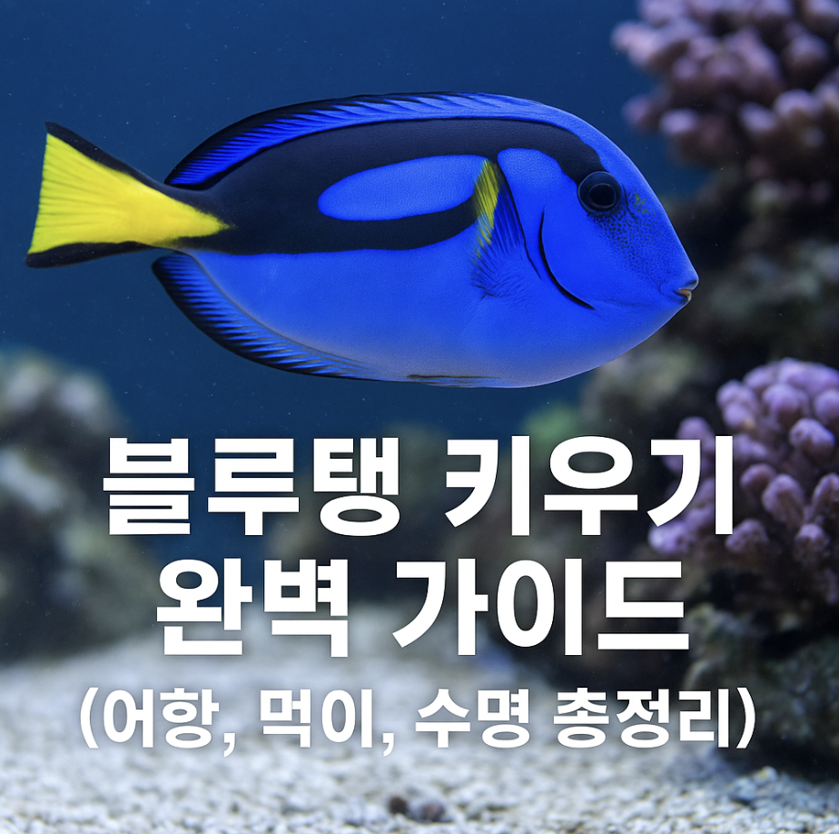 블루탱 키우기 완벽 가이드 (어항, 먹이, 수명 총정리)
