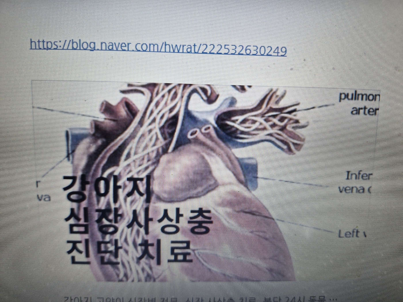 강아지 심장사상충 치료 후기 ...병원비 269만원