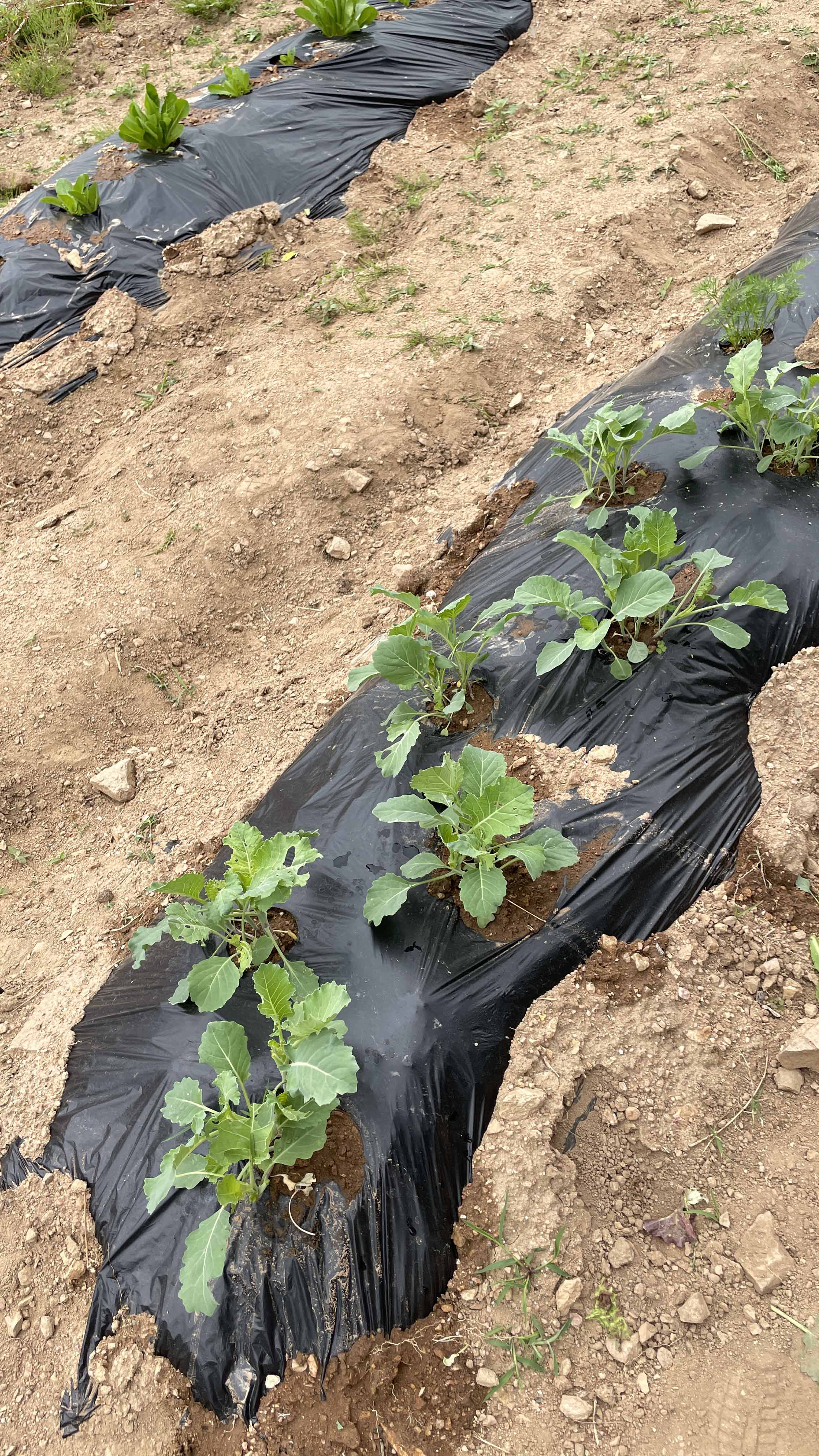 달팽이키우기-텃밭달팽이채집하기