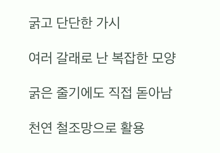 무시무시한 갑옷, 줄기에 돋아난 '가시'