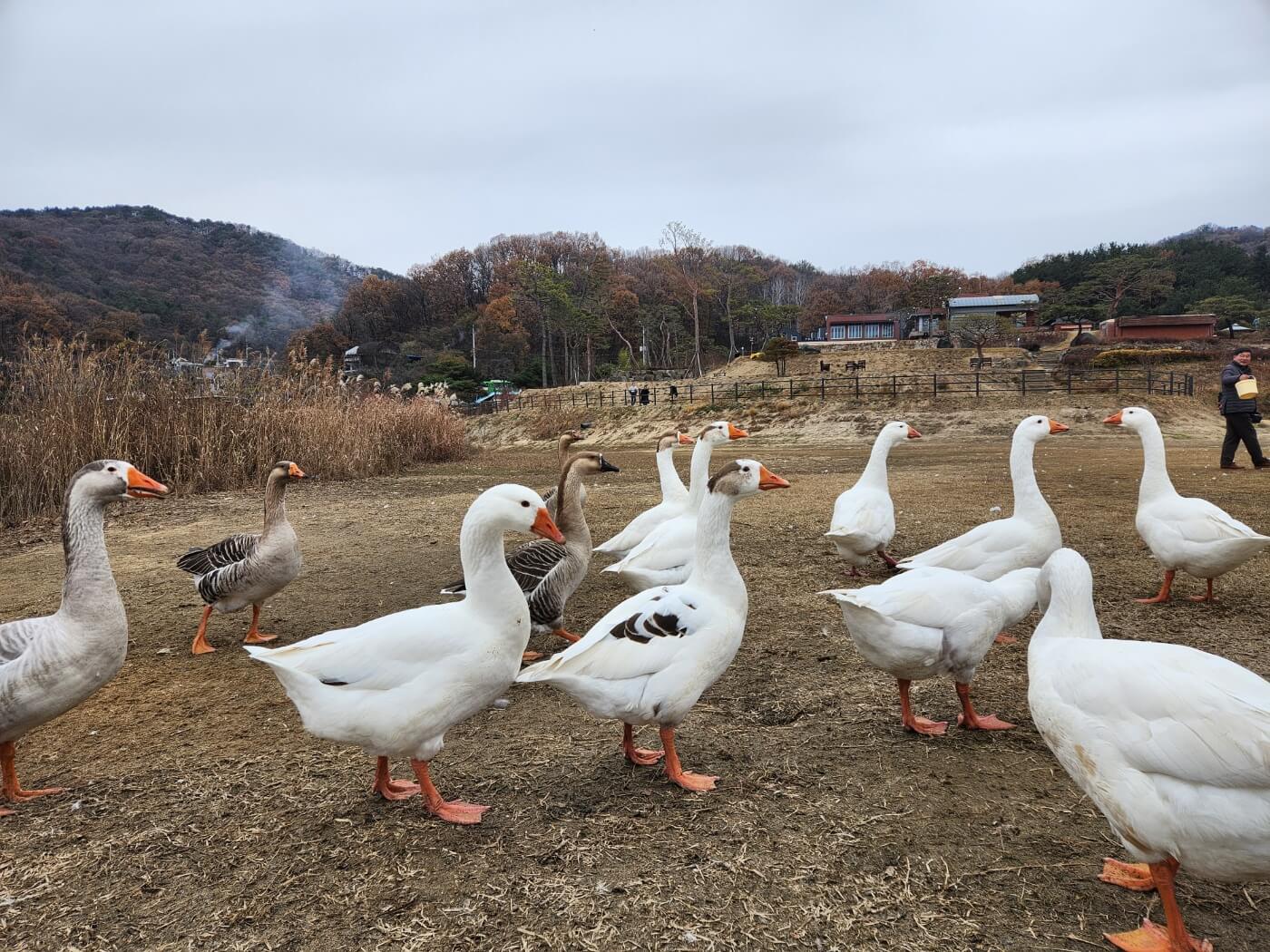 거위 사진