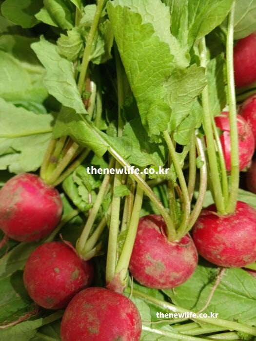 적환무 효능을 높이는 방법 중 비타민이 풍부한 잎과 줄기를 버리지 않고 활용하는 실물 사진