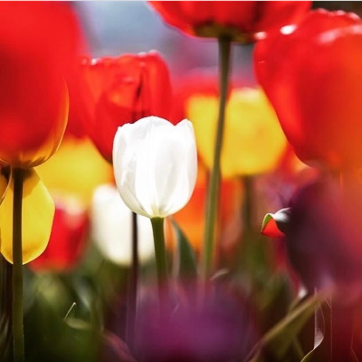 임자도 튤립축제기간