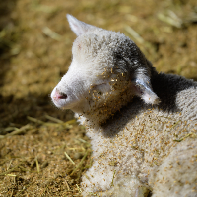 평창 가볼만한 곳 추천