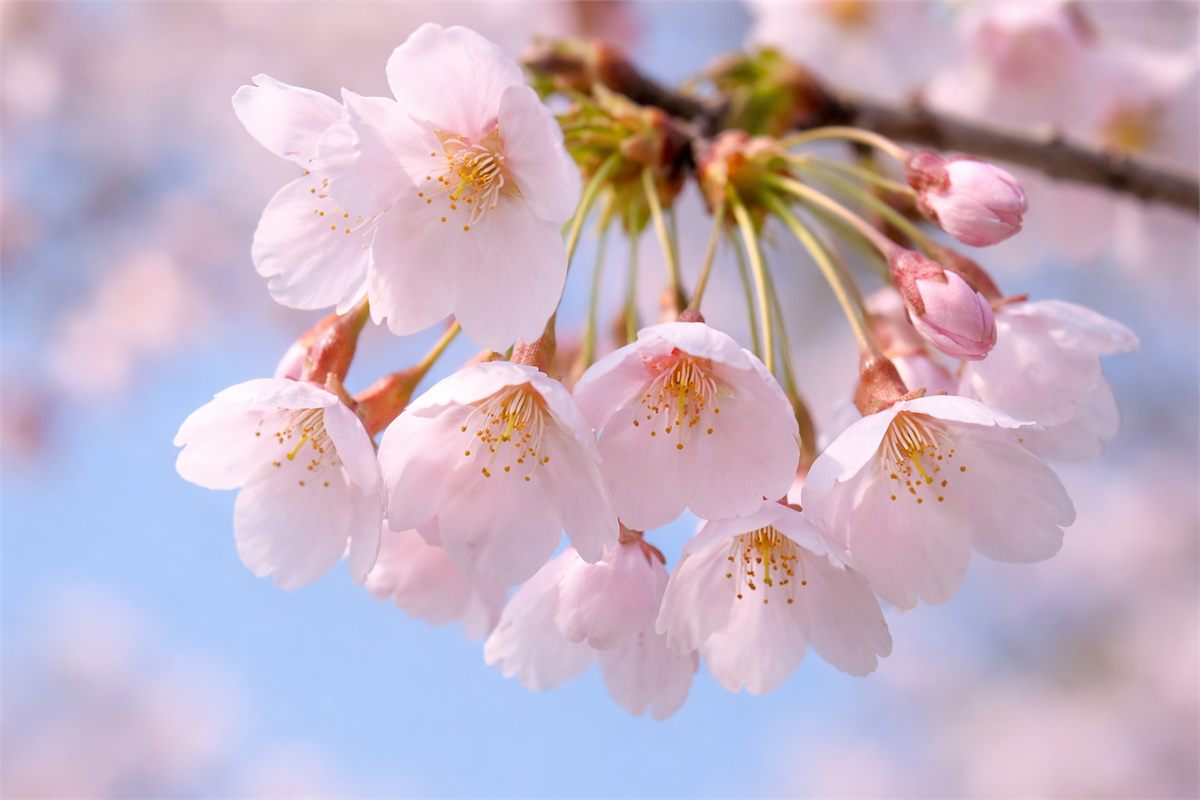 끝이 살짝 갈라진 벚꽃 꽃잎과 긴 꽃자루가 보이는 장면 