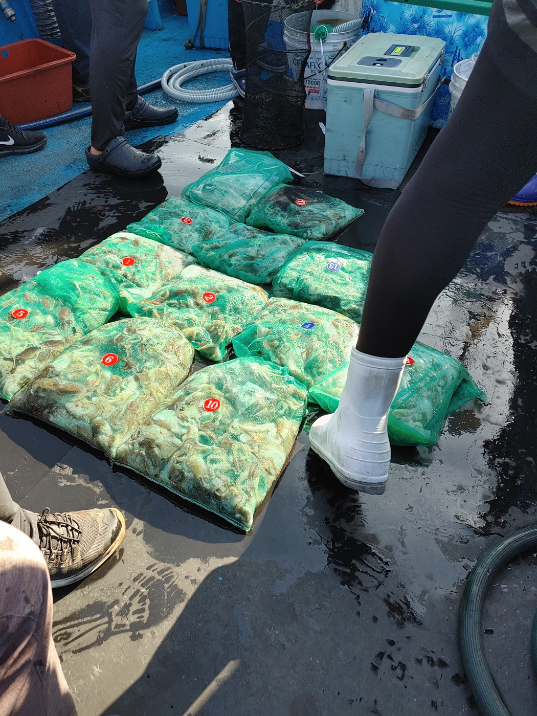 2025년 쭈꾸미 금어기