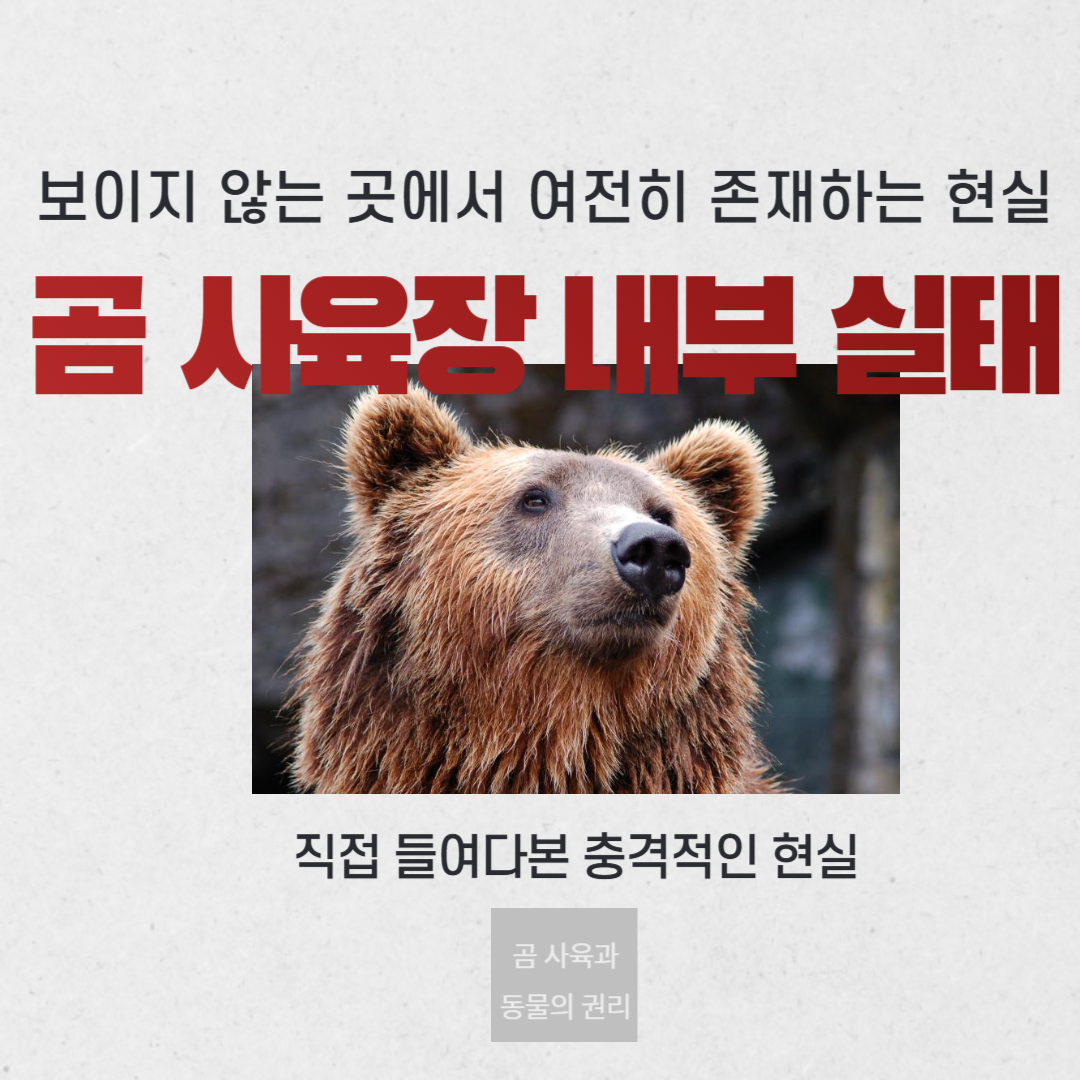 곰 사육장 내부 실태, 직접 들여다본 충격적인 현실