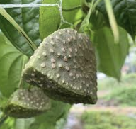 하늘마 효능 부작용 하늘마 먹는 방법 총정리