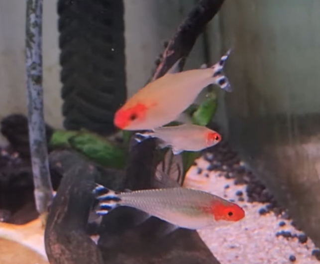 매력적인 열대어, 러미노즈 테트라의 모든 것