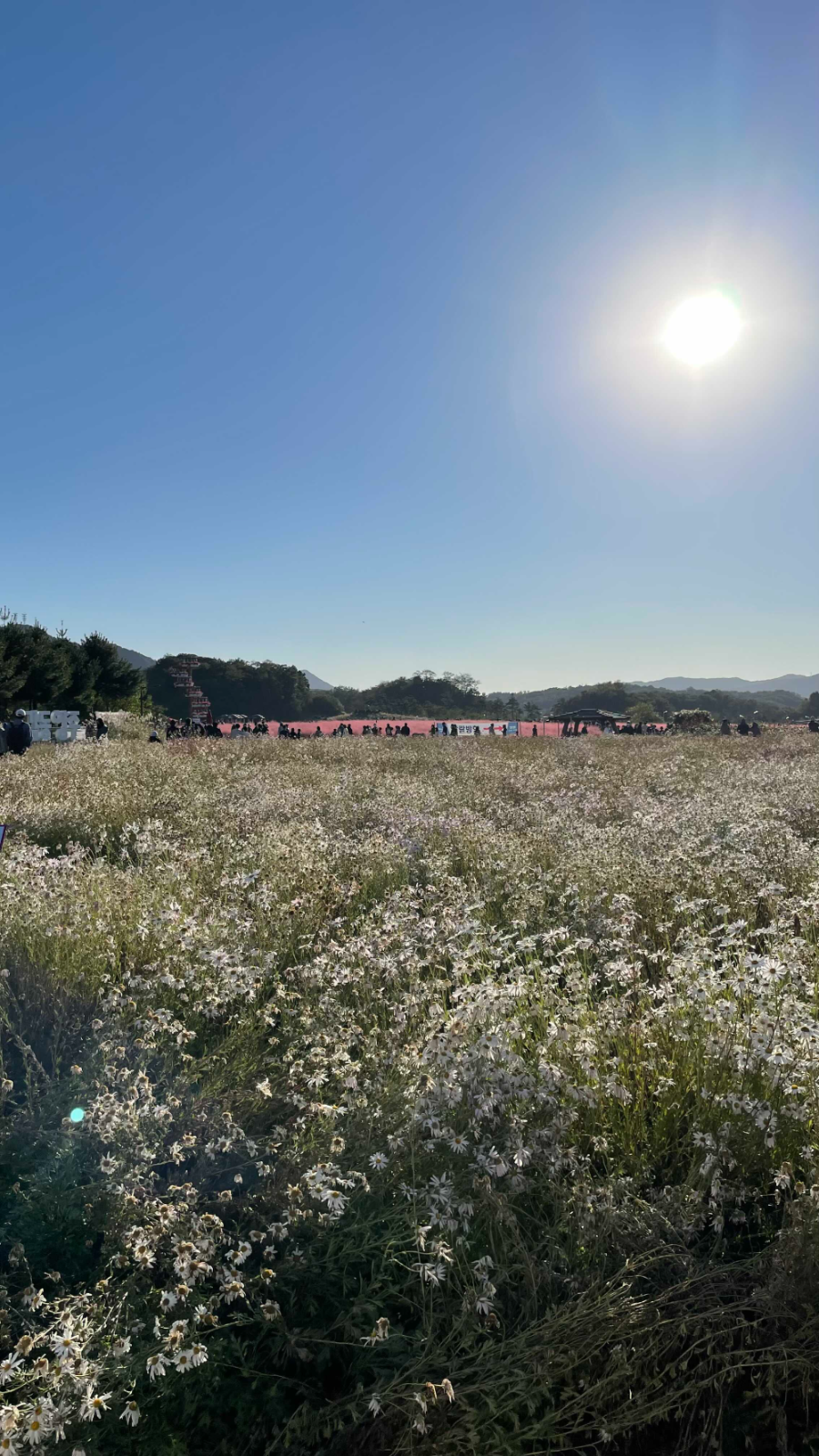 양주 나리농원 꽃 축제