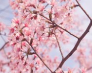 대구-벚꽃-개화시기-2