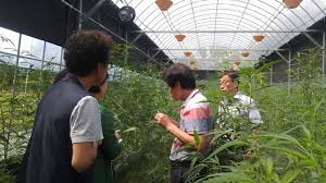 대마종자유 효능 10가지