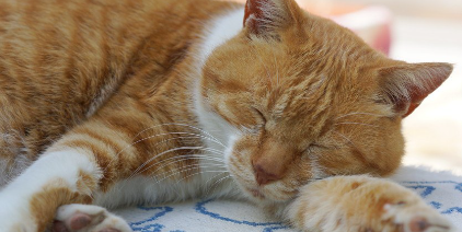 잠자는 고양이