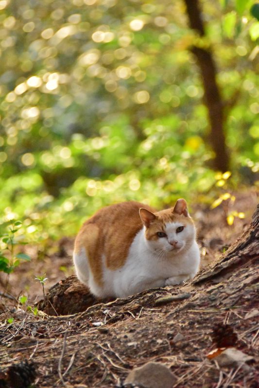 부산 민주공원 고양이