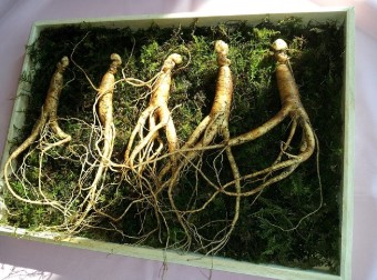 2025년 말복 보양식 대전&amp;#44; 이마트 장어&middot;전복&middot;삼계탕 재료 특가전 