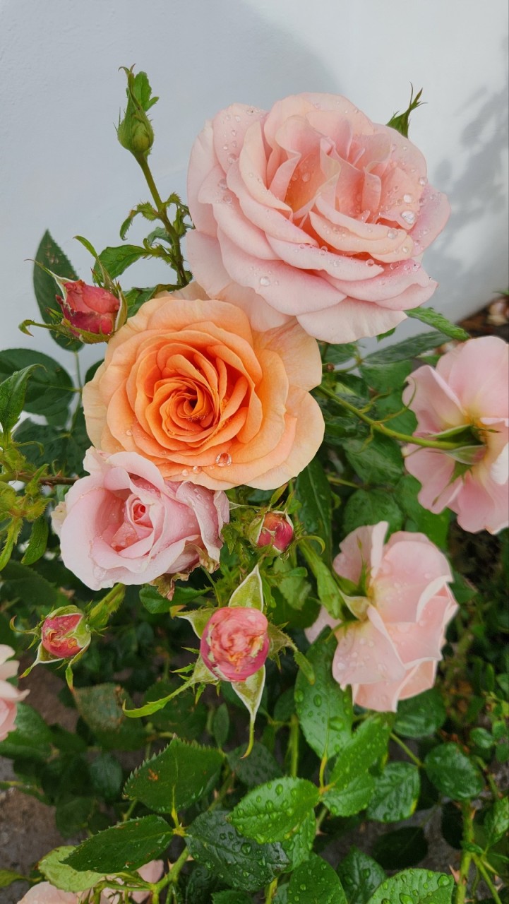 제주 아일로사 장미