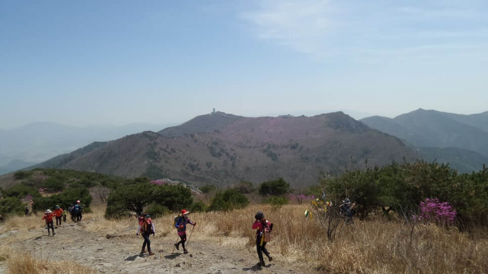 100대 명산 등산하기 서른세번째 대구 비슬산 봄철 참꽃군락지 여행객이 반드시 찾는 최고의 절정 풍경